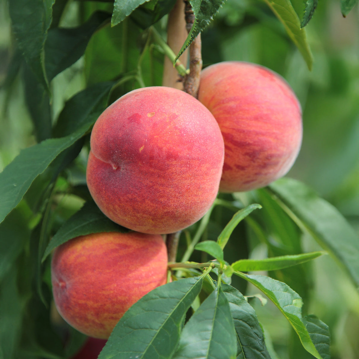 Mini-pêcher Suncrest - Prunus persica Suncrest - Willemse