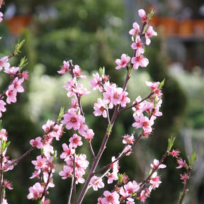 Prunus persica Suncrest - Mini-pêcher Suncrest - Mini fruitier