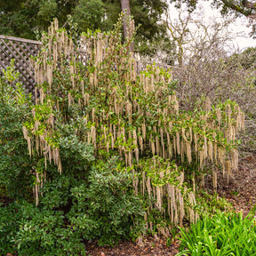 Garrya elliptica - Garrya - Arbustes à feuillage persistant