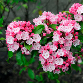 Kalmia latifolia - Laurier des montagnes - Lauriers