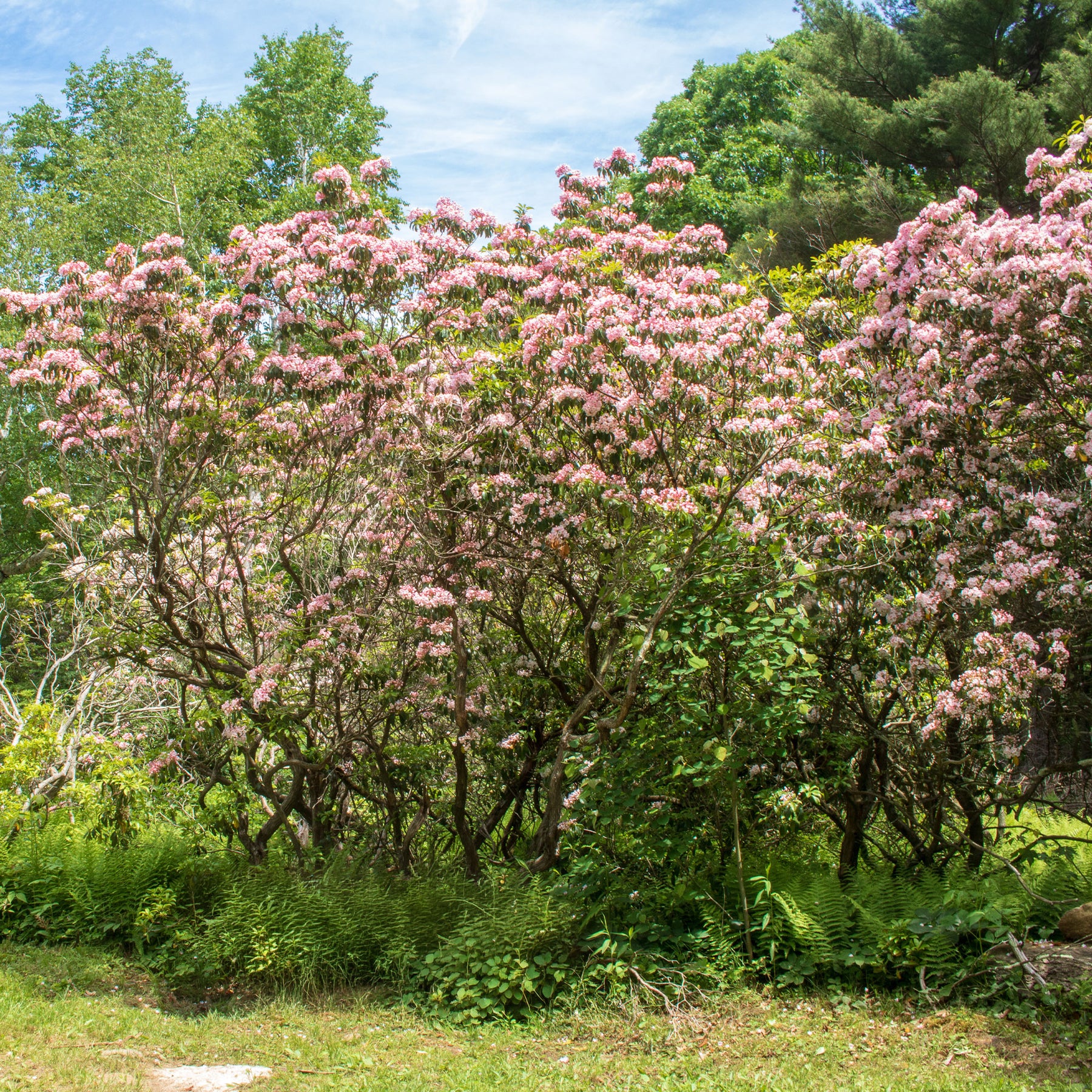 Laurier des montagnes - Kalmia latifolia - Willemse