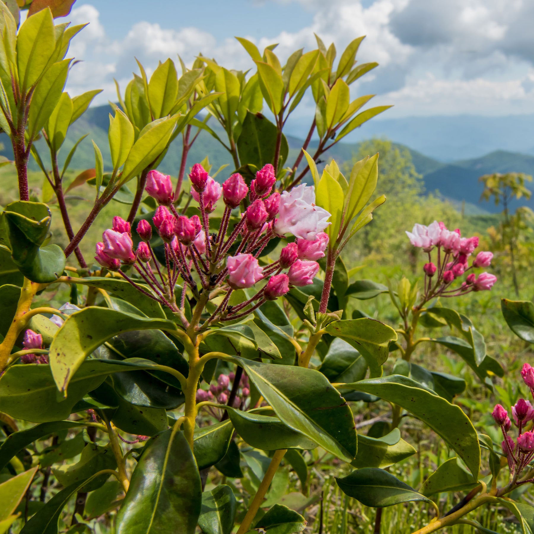 Lauriers - Laurier des montagnes - Kalmia latifolia