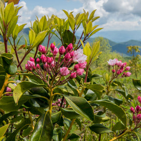 Lauriers - Laurier des montagnes - Kalmia latifolia