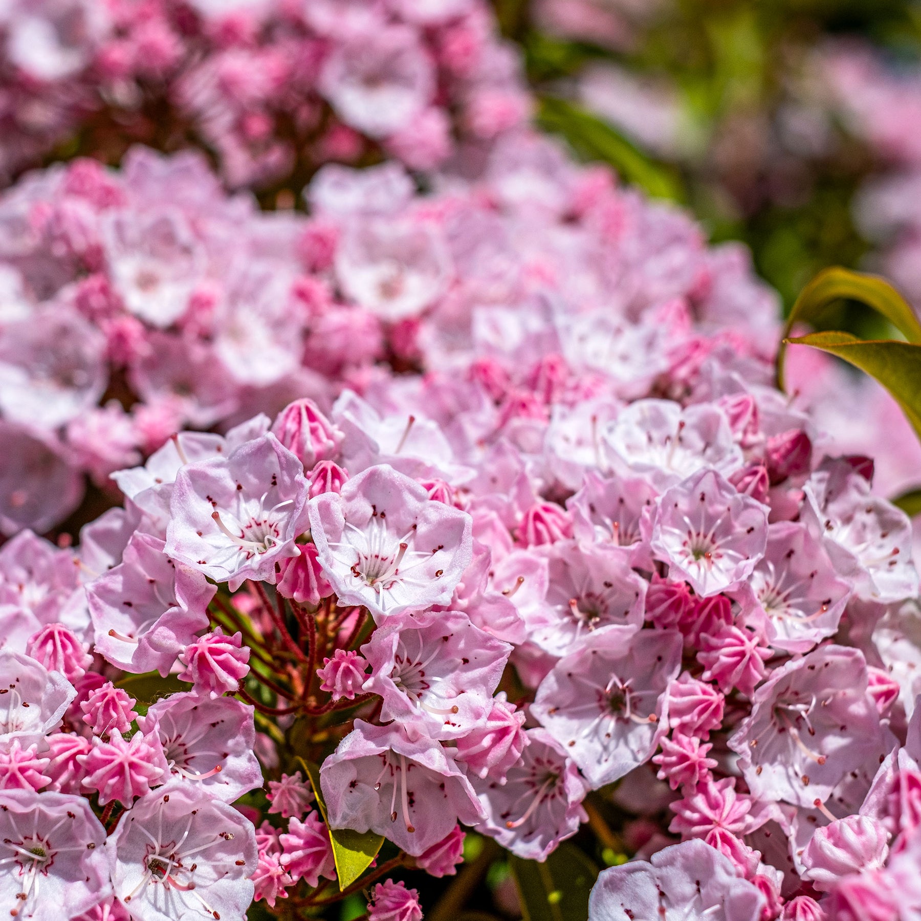 Vente Laurier des montagnes - Kalmia latifolia