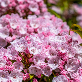 Vente Laurier des montagnes - Kalmia latifolia