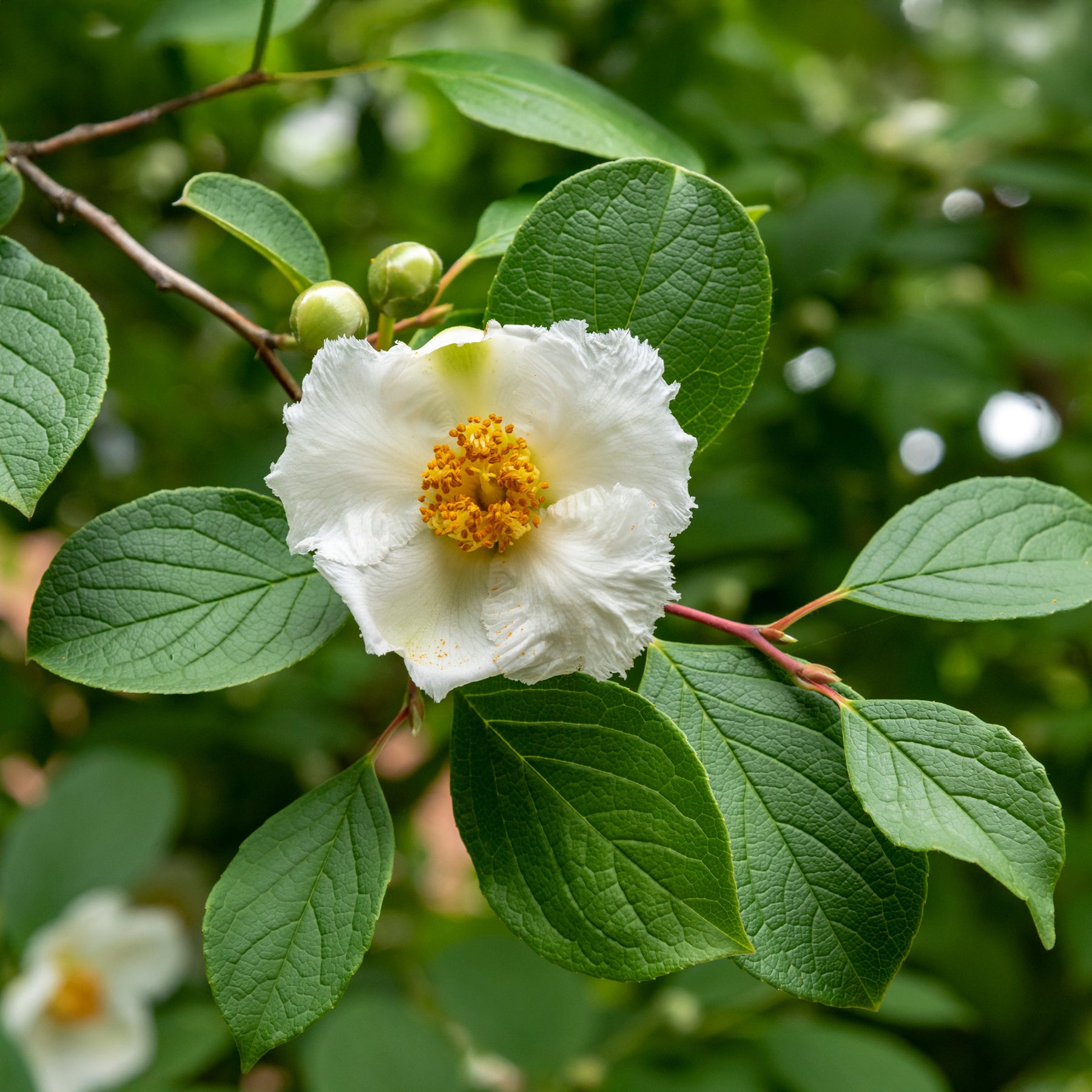 Stewartia - Willemse