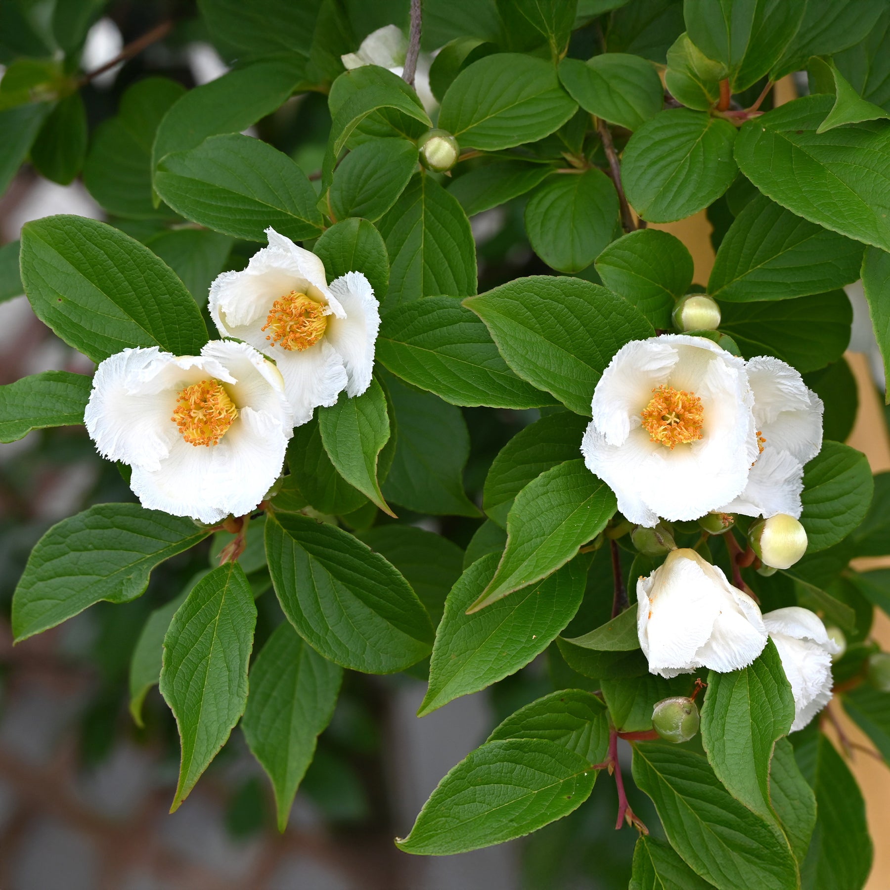 Stewartia pseudocamellia - Stewartia - Arbres à fleurs