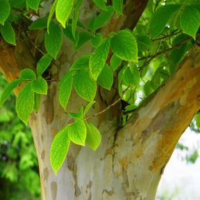 Stewartia - Stewartia pseudocamellia - Willemse