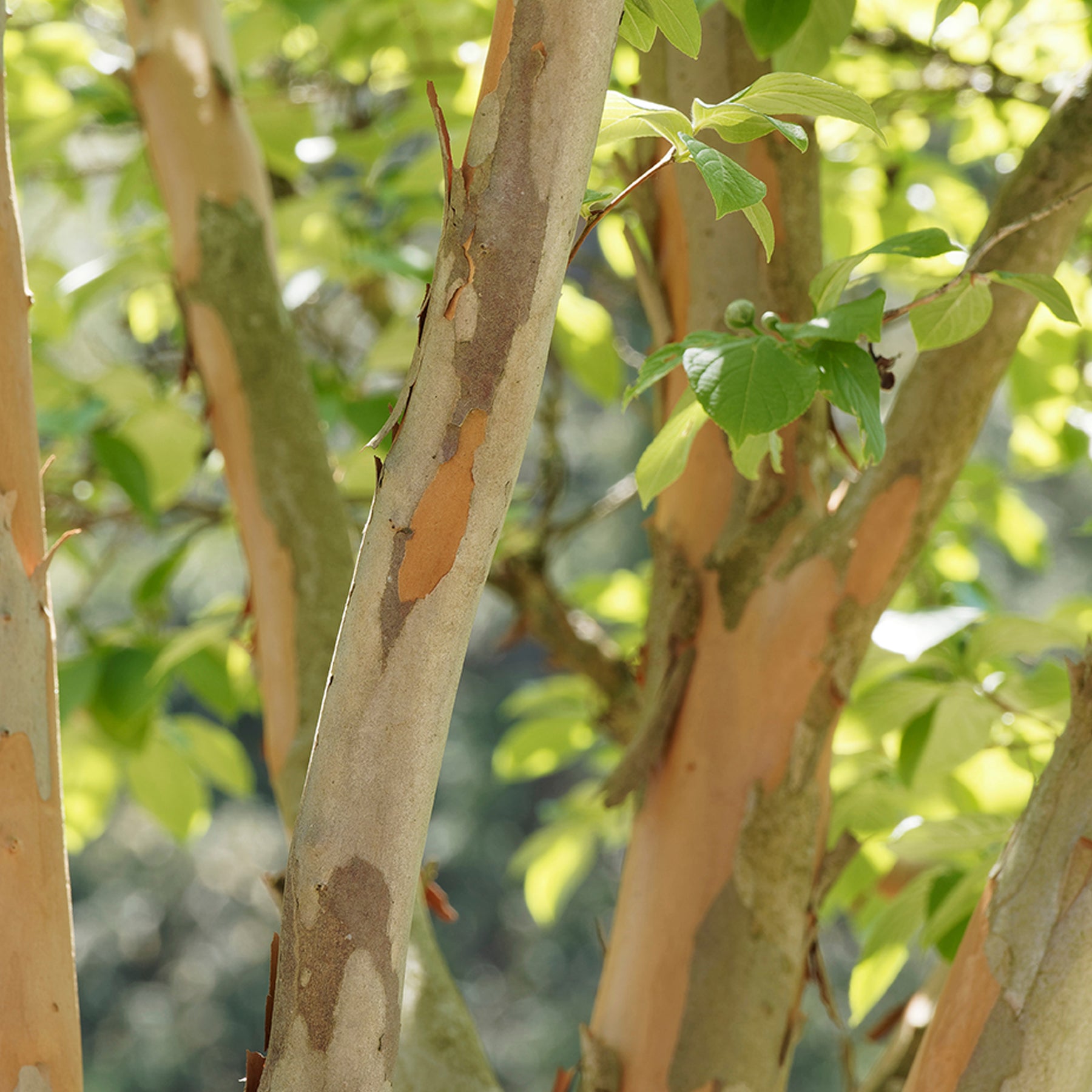 Arbres à fleurs - Stewartia - Stewartia pseudocamellia