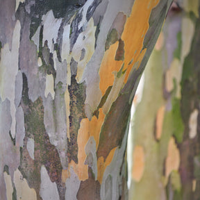 Vente Stewartia - Stewartia pseudocamellia