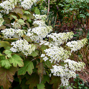Hortensia à feuilles de chêne