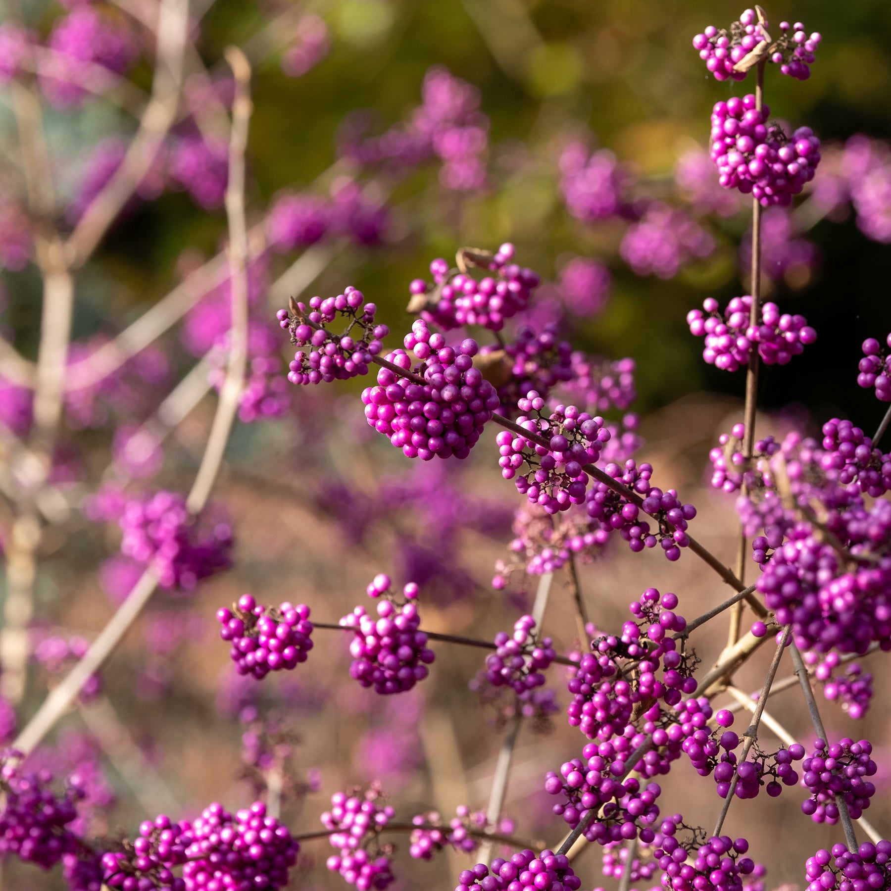 Callicarpa Profusion