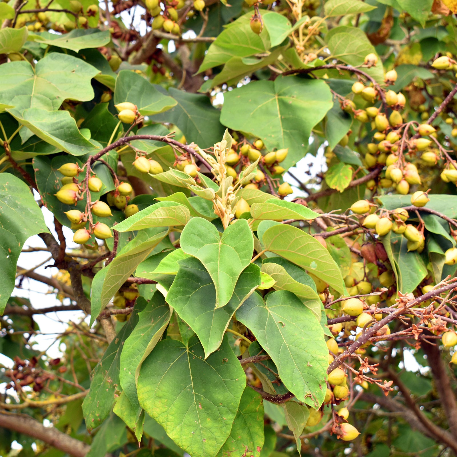 L'Arbre impérial - Paulownia en isolé facile | Willemse