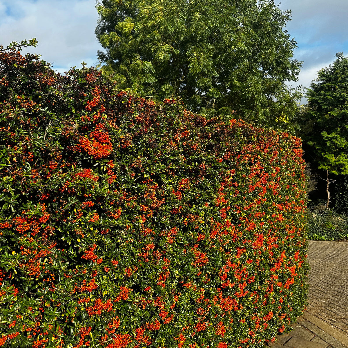 3 Pyracantha Saphyr rouge - Willemse