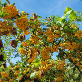 3 Pyracantha jaune - Willemse