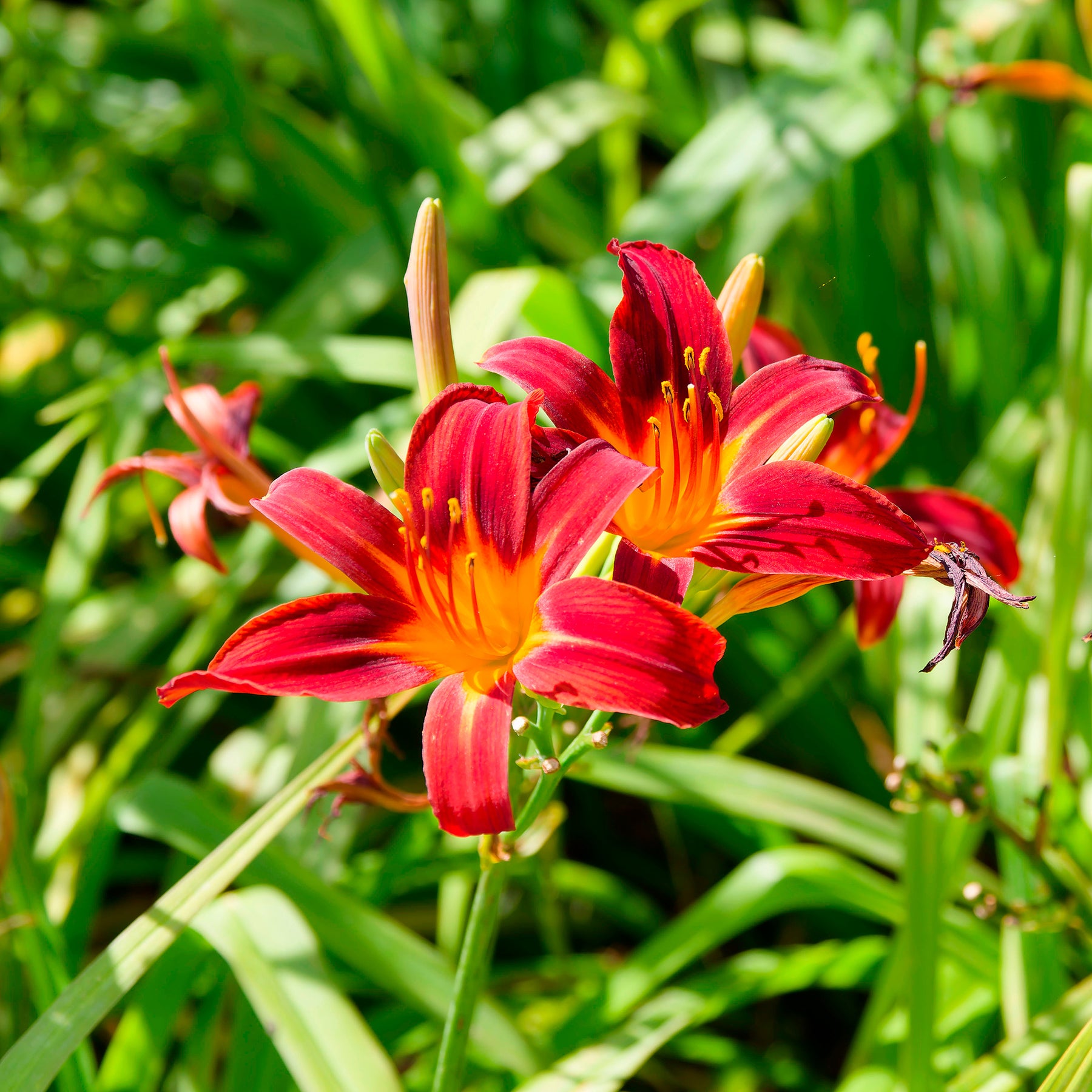 Hémérocalle Crimson Pirate - Hemerocallis Crimson Pirate - Willemse