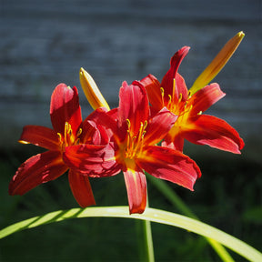 Hemerocallis Crimson Pirate - 3 Hémérocalles Crimson pirate - Hémérocalle