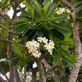 Vente Frangipanier - Plumeria alba