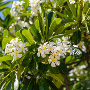 Frangipanier - Plantes fleuries - Willemse