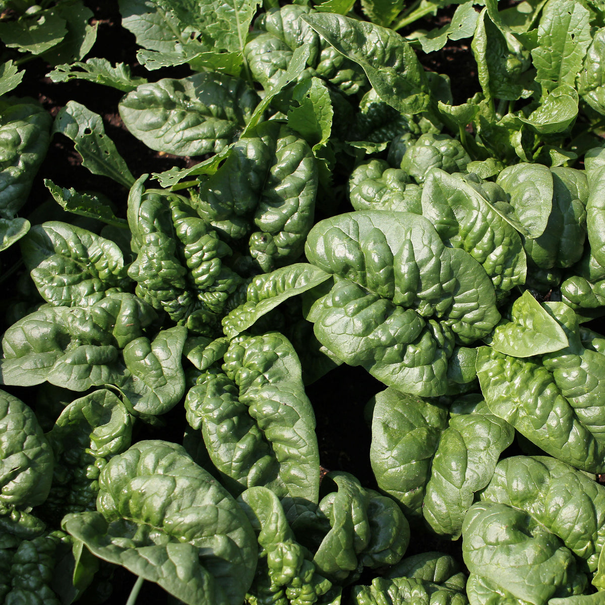 Epinard Lagos HF1 - Willemse