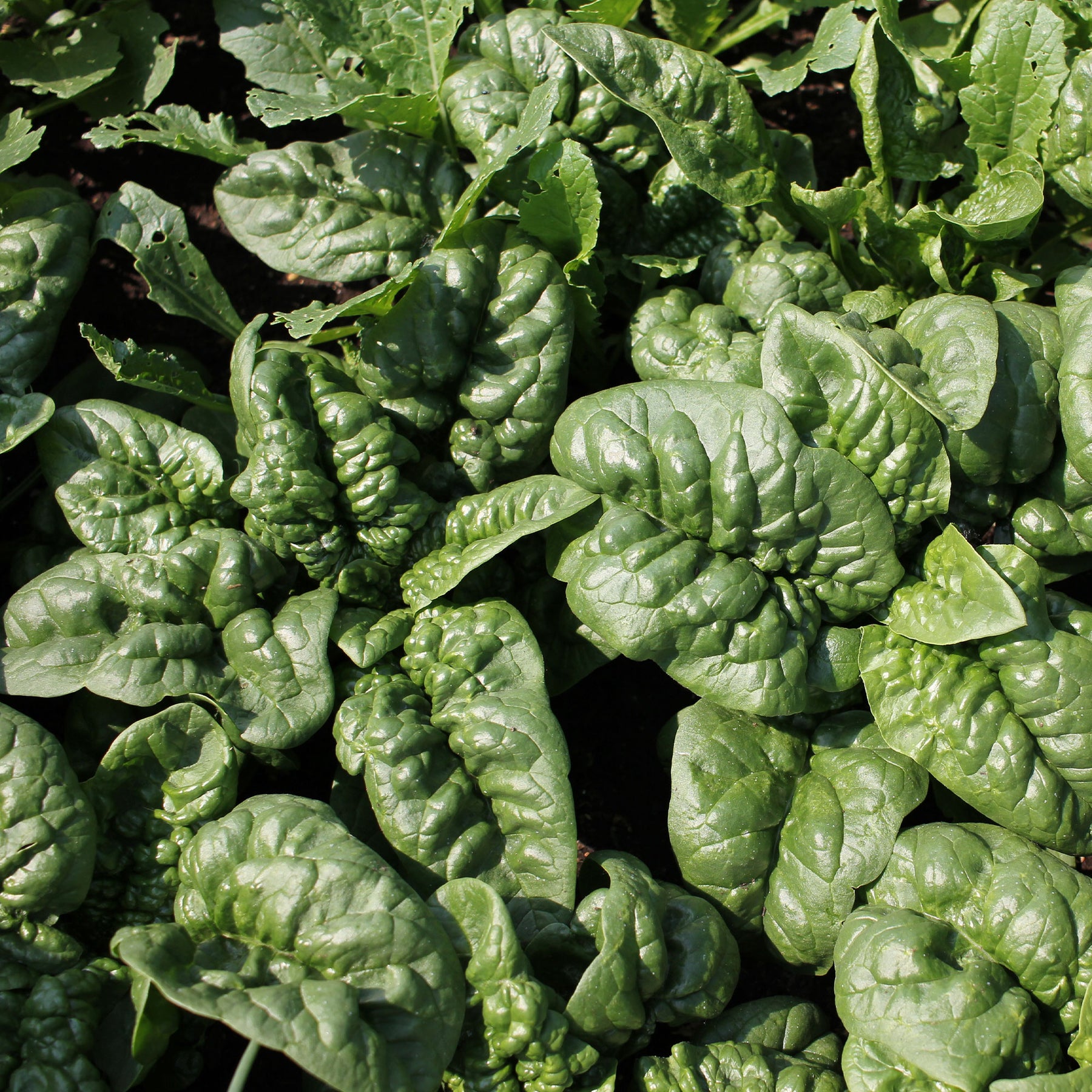 Epinard Lagos HF1 - Willemse