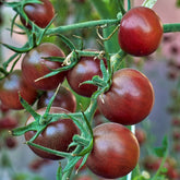 Tomate cerise Chocolate Cherry - Solanum lycopersicum chocolate cherry - Potager