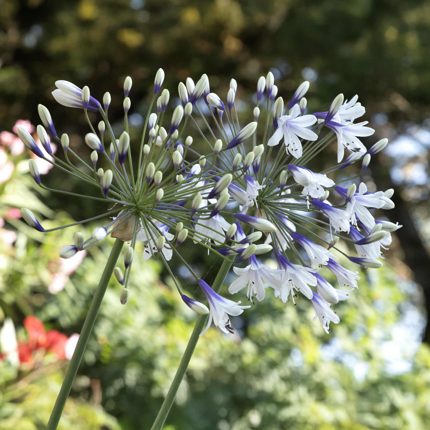Agapanthes - Agapanthe Twister - Agapanthus Twister