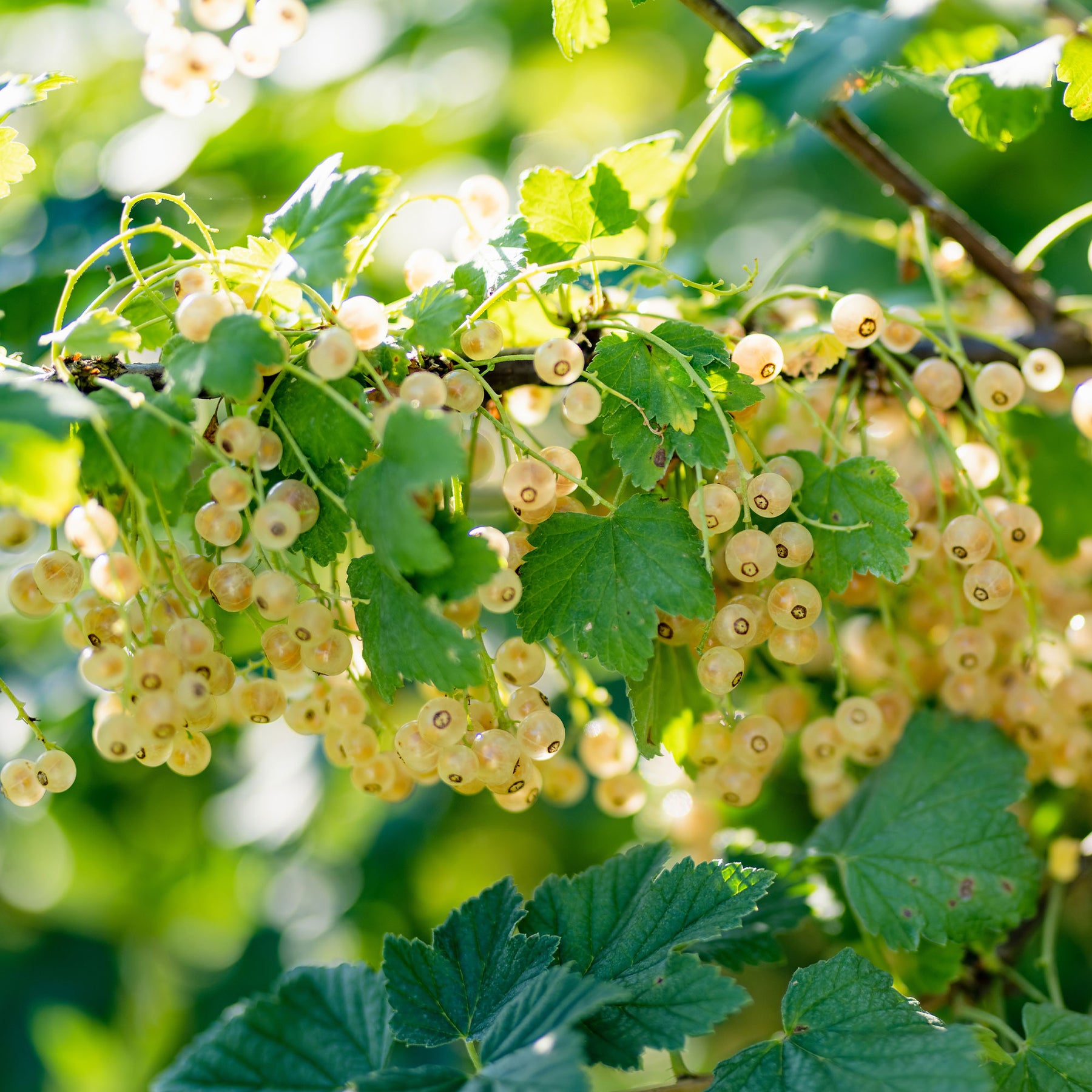 Ribes rubrum Blanka - 2 Groseilliers Blanka - Groseillier
