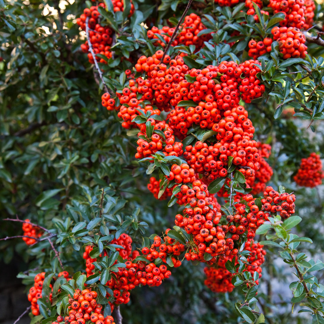 Buisson ardent Saphyr® Rouge Cadrou - Pyracantha - Pyracantha saphyr ...