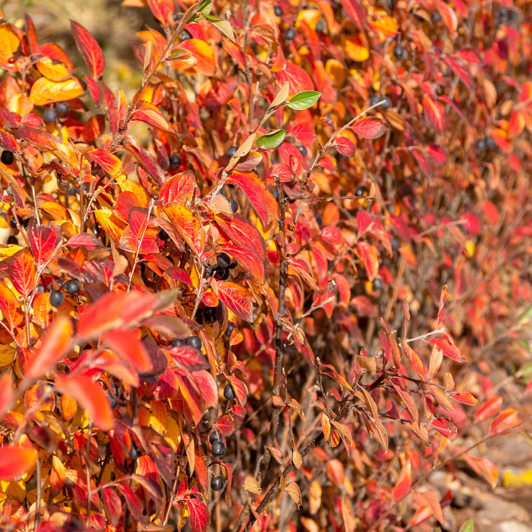 Cotonéaster - Haie de Cotonéasters - Cotoneaster lucidus