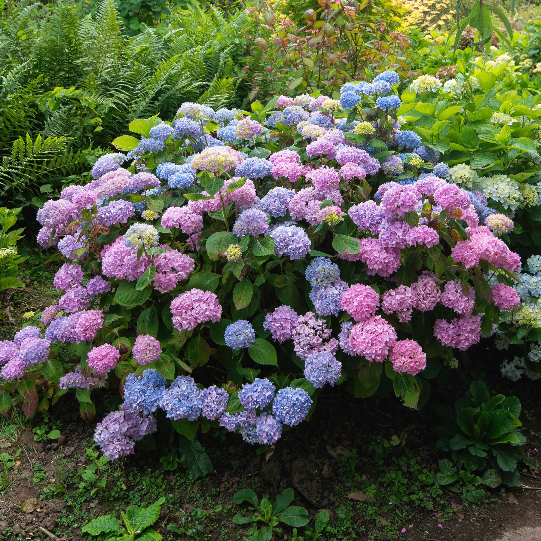 Hortensia tricolore - Willemse