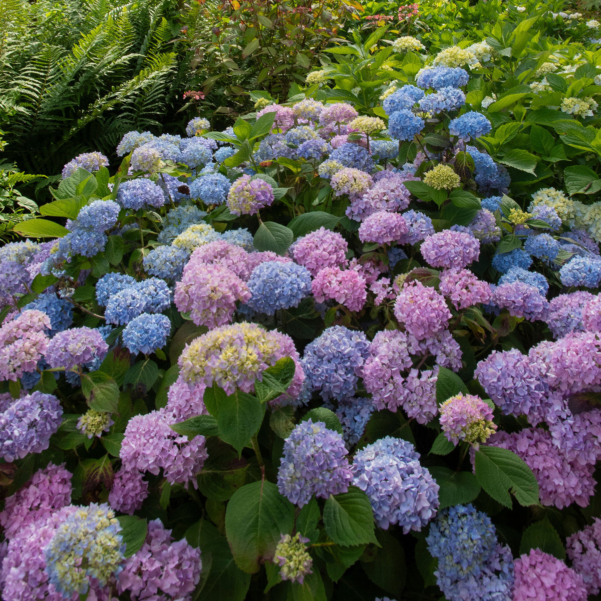Hortensia tricolore