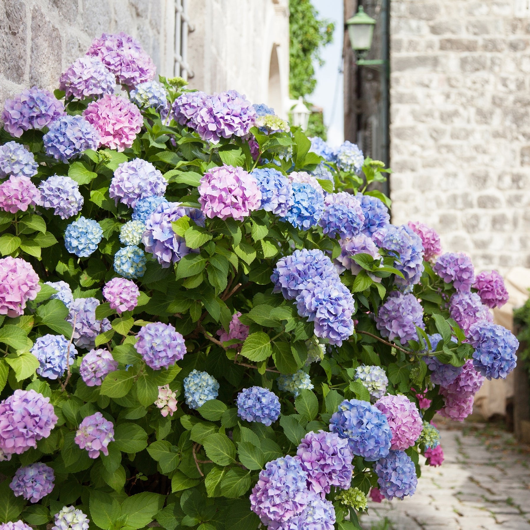 Hortensia tricolore - Hydrangea macrophylla - Willemse