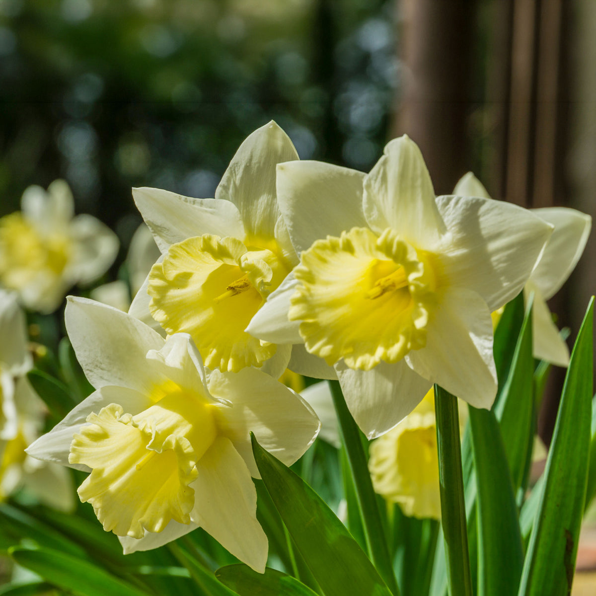 10 Narcisses Goblet - Willemse