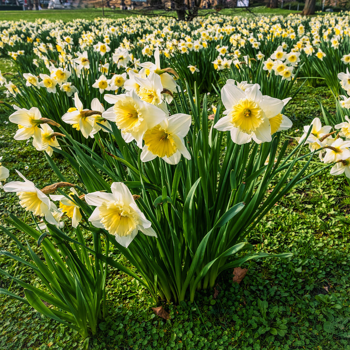 10 Narcisses Goblet - Narcissus goblet - Willemse