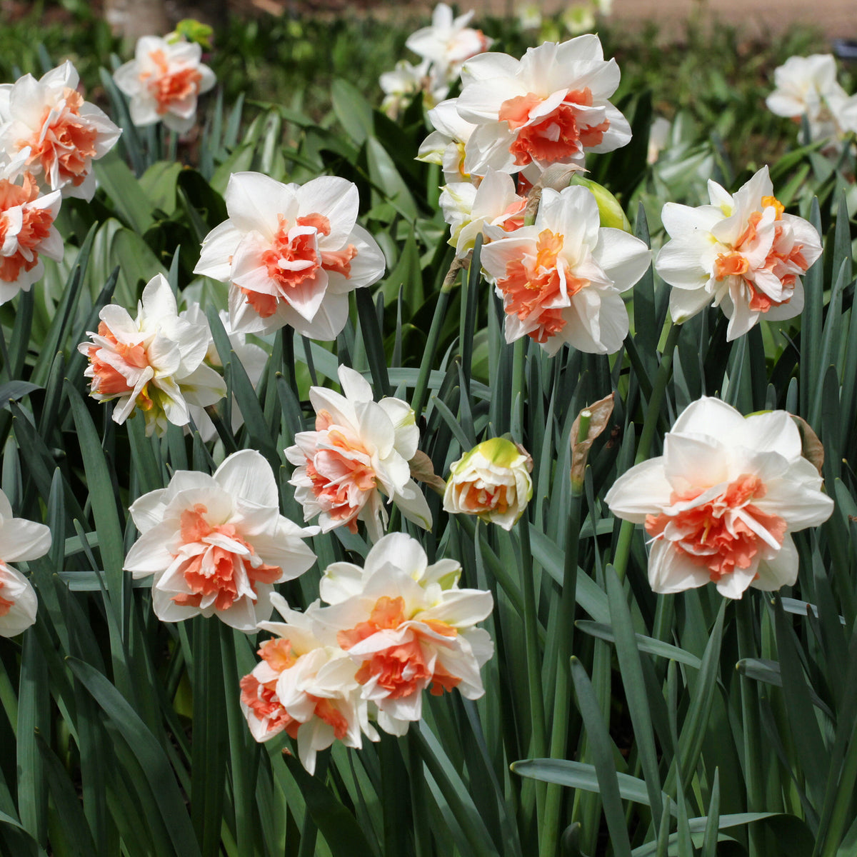 10 Narcisses à fleurs doubles doubles Delnashaugh