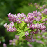 Deutzia Champ de fraise - Willemse