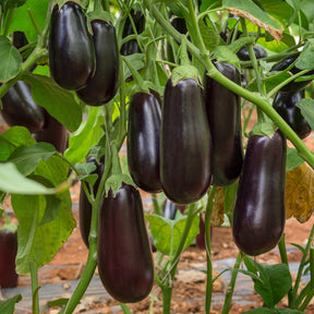 3 Plants d'Aubergine Baluroi F1 - Willemse