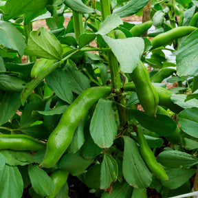 Vente Fève blanche extra hâtive - Vicia faba blanche précoce
