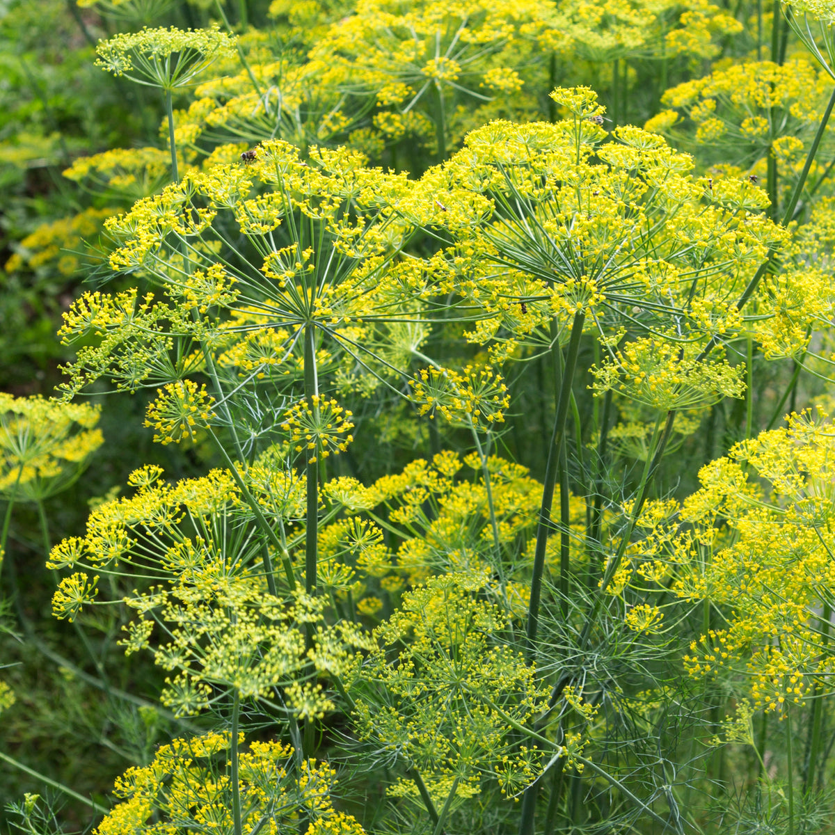 Aneth Bouquet - Anethum graveolens bouquet - Willemse