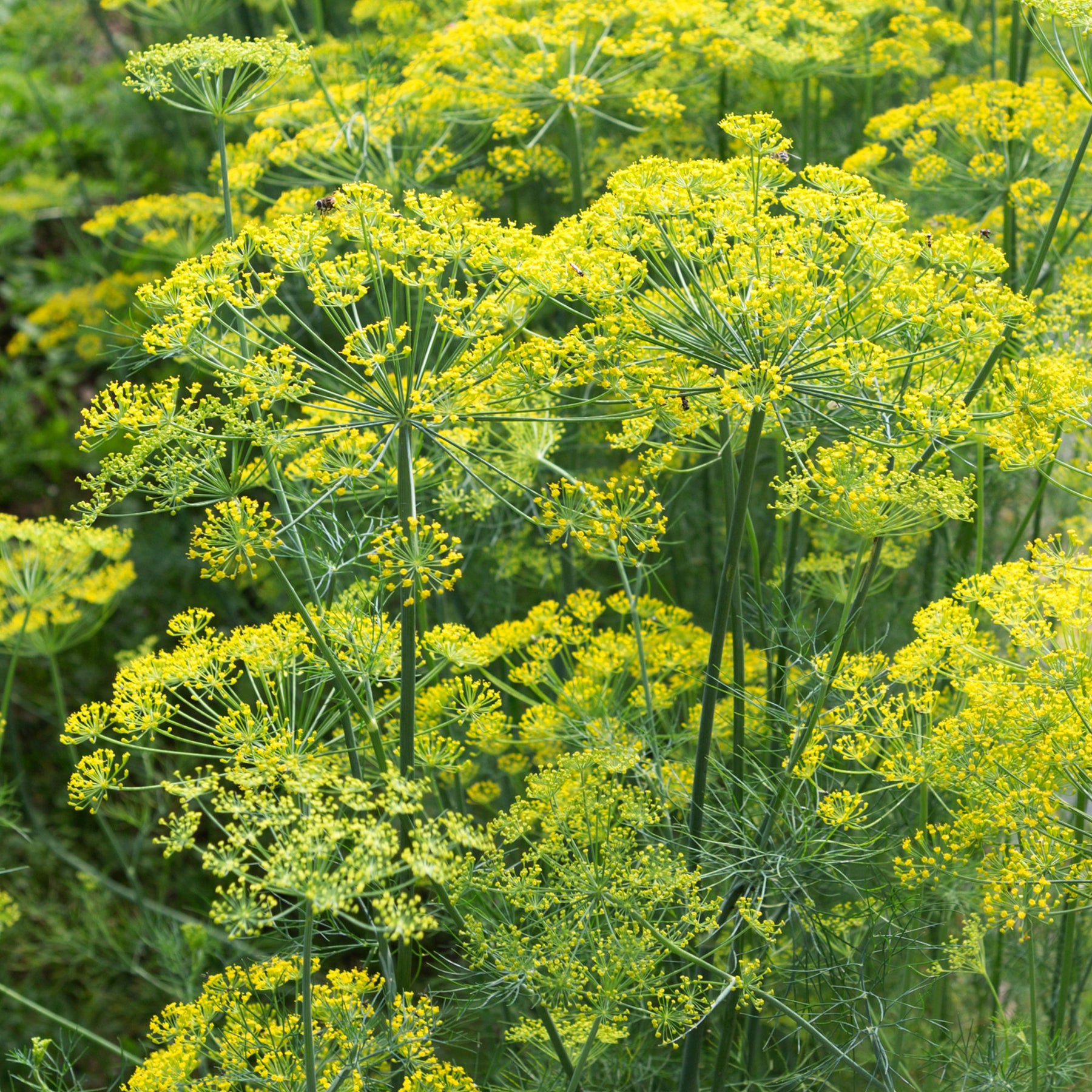 Aneth Bouquet - Anethum graveolens bouquet - Willemse