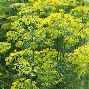 Aneth Bouquet - Anethum graveolens bouquet - Willemse