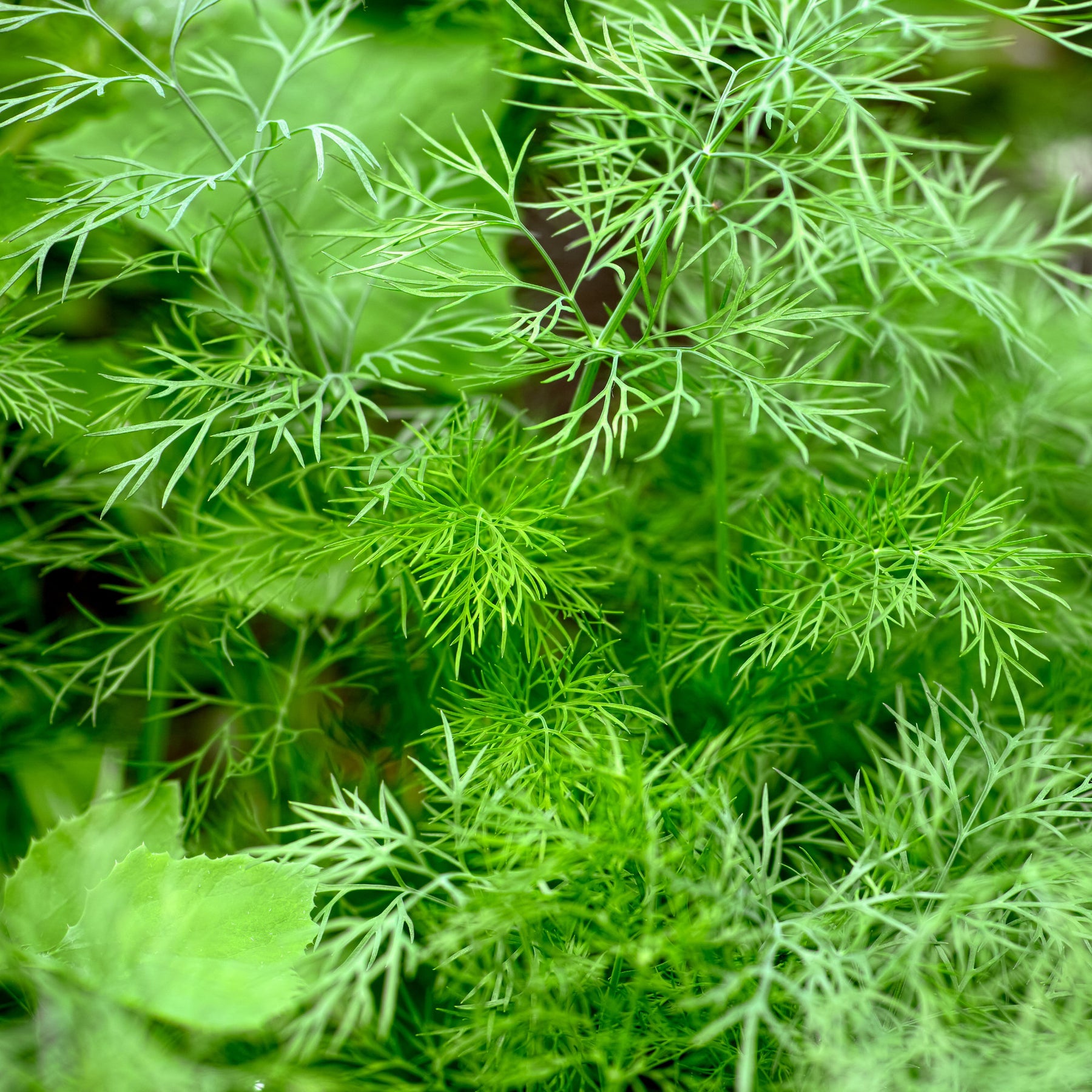 Graines d'aromatiques - Aneth Bouquet - Anethum graveolens bouquet