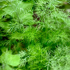 Graines d'aromatiques - Aneth Bouquet - Anethum graveolens bouquet