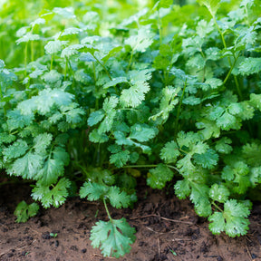 Coriandre Slowbolting - Coriandrum sativum slowbolting - Willemse