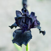 2 Iris de jardin Etude en Noir - Willemse