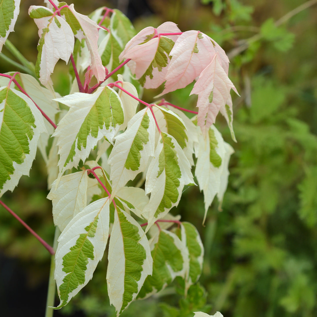 Erable à feuilles de frêne - Acer negundo flamingo