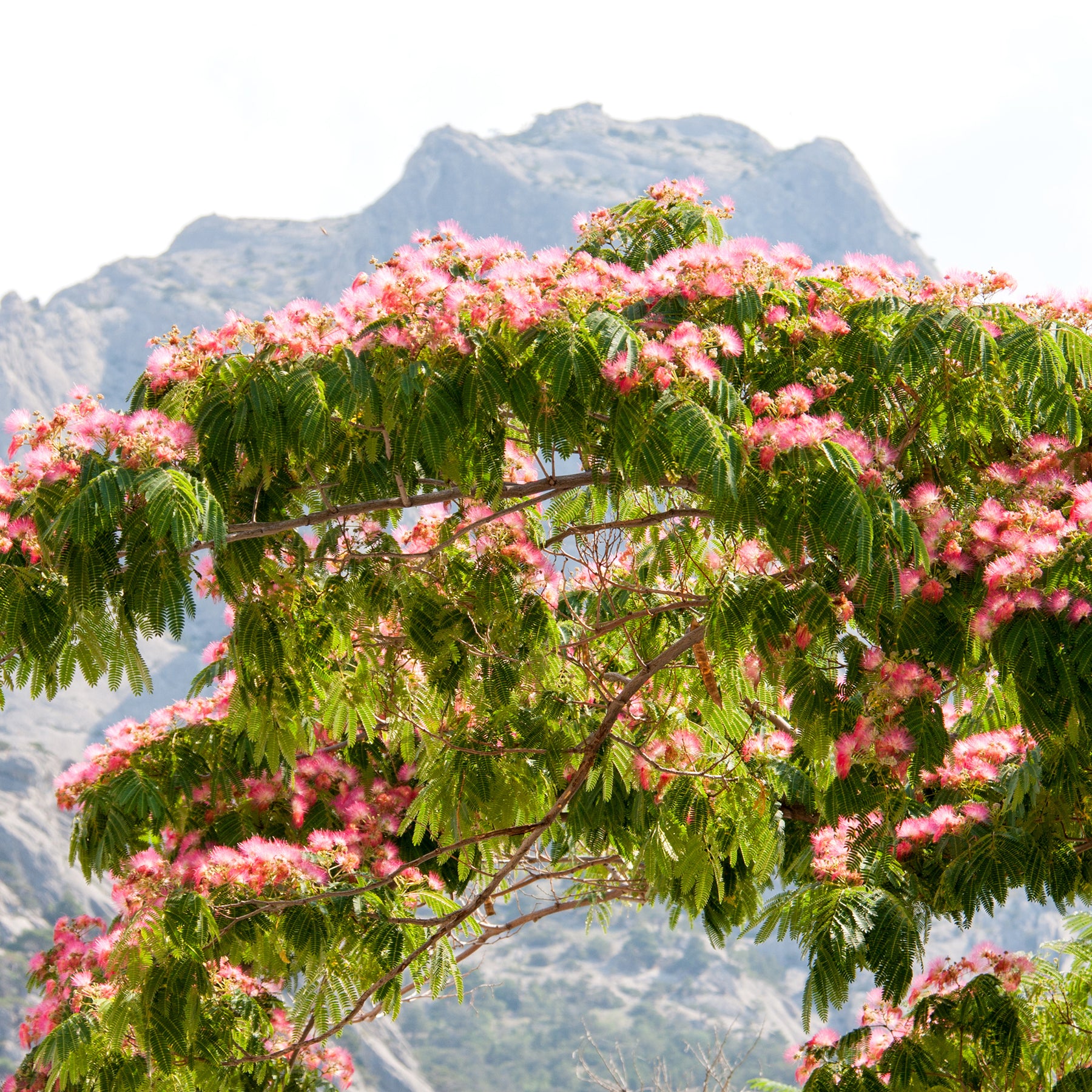 Arbre à soie rose