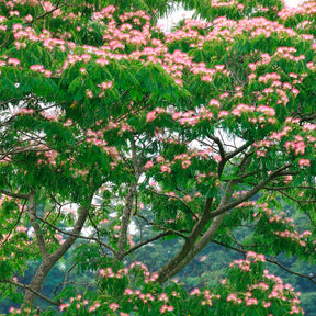 Arbre à soie rose