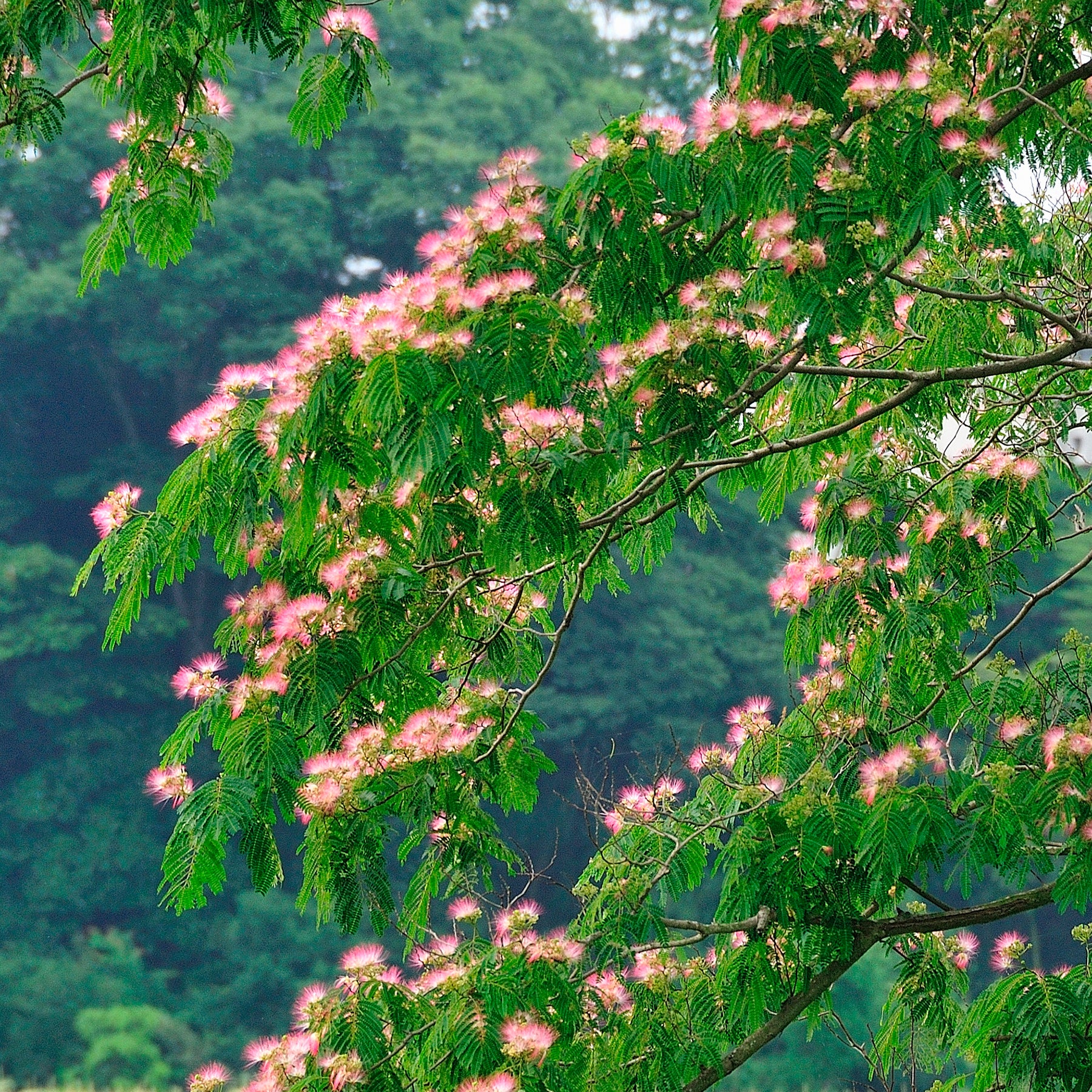 Arbre à soie rose